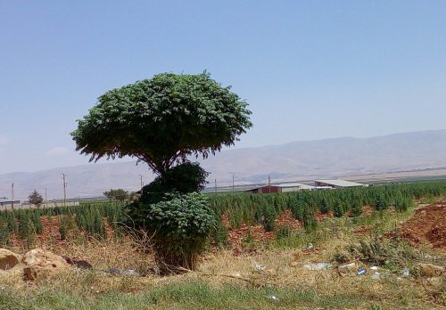 2019 BEKAA VALLEY
