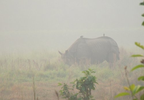 2010 CHITWAN  